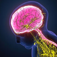 Central Nervous System
