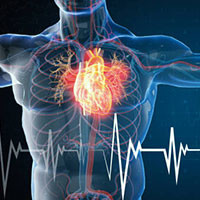 Cardiovascular System